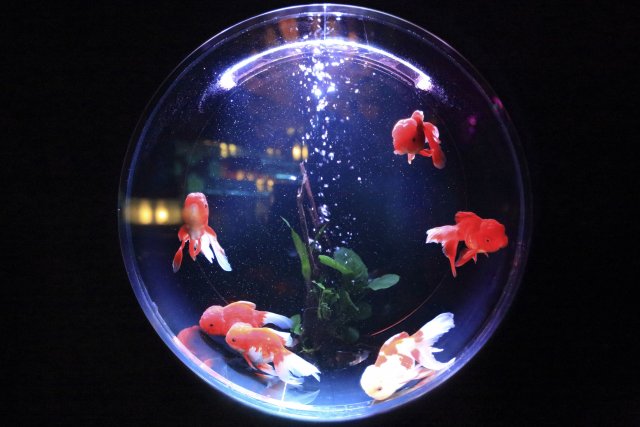 Hackers steal casino’s customer data via connected fish tank